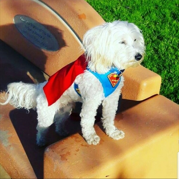 🔥SOLD🔥adidas Women's Lite Racer Adapt Slip on Running Shoe - Picture 16 of 16